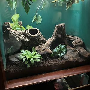 Congo Gorilla Forest - Calabar Python Terrarium
