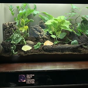 Congo Gorilla Forest - Giant African Millipede Terrarium