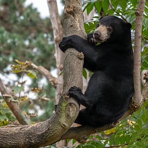 Sun bear (Helarctos malayanus malayanus)