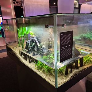 Mangrove aquarium in Omniversum
