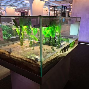 Mangrove aquarium in Omniversum