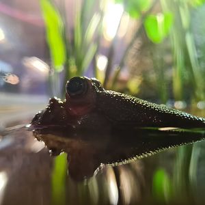 Above water New Guinea mudskipper (Periophthalmus cantonensis)