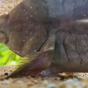 Underwater New Guinea mudskipper (Periophthalmus cantonensis)