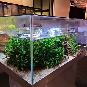 Archerfish aquarium in Omniversum