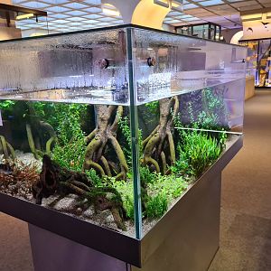 Archerfish aquarium in Omniversum