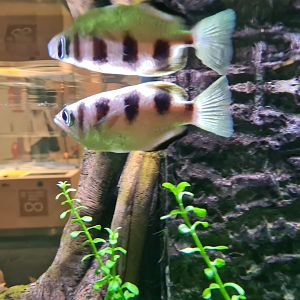 Sevenspot archerfish (Toxotes chatareus)