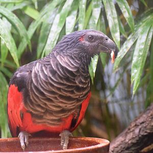 Pesquet's parrot - October 2023