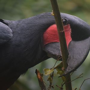 Palm cockatoo - October 2023