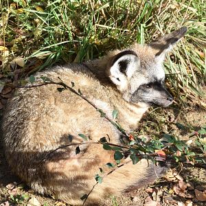 Bat-eared fox - October 2023