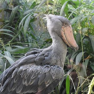 Shoebill - October 2023