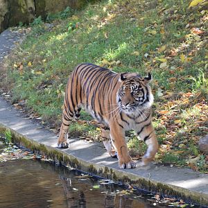 Sumatran tiger - October 2023