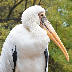 Milky stork - October 2023