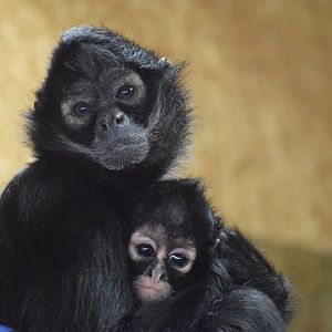 Mexican spider monkey - October 2023