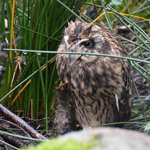 Short-eared owl - October 2023