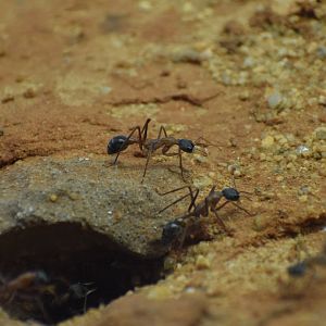 Inchman ant - October 2023