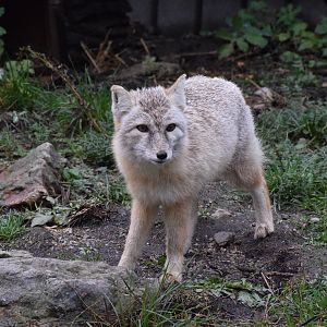 Corsac fox - October 2023