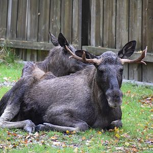European moose - October 2023