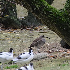 Eurasian whimbrel - October 2023
