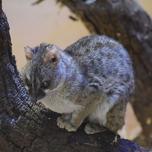 Hausa genet - October 2023