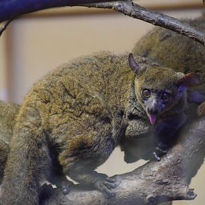 Northern greater galago - October 2023