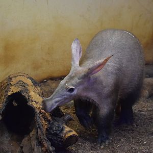 Aardvark - October 2023