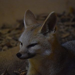 Cape fox - October 2023