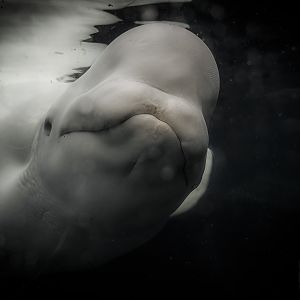 Beluga (delphinapterus leucas) 10/20
