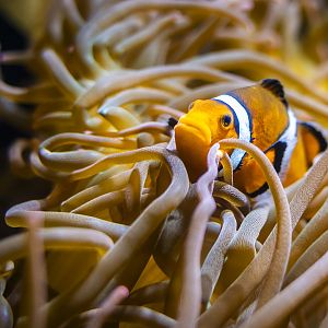 The False Clown Anemonefish (amphiprion ocellaris) 10/20