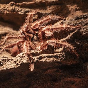 Argentinian Black Tarantula (grammostola iheringi) 10/20