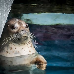 Spotted Seal (phoca largha) 10/20