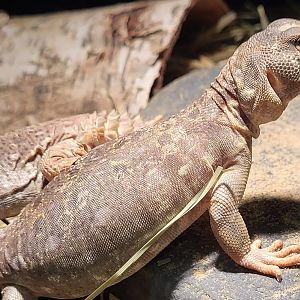 Uromastyx princeps