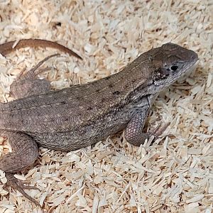 Leiocephalus carinatus