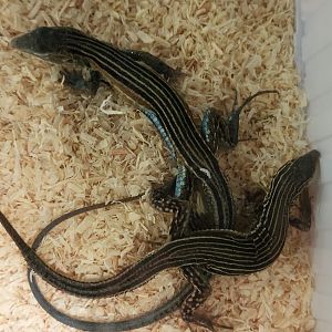 Aspidoscelis ( Cnemidophonus ) deppii