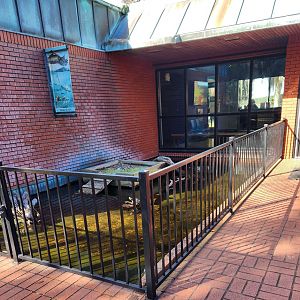UGA Marine Center & Aquarium - Freshwater turtle pool