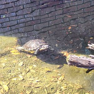 UGA Marine Center & Aquarium - Yellow-bellied Slider