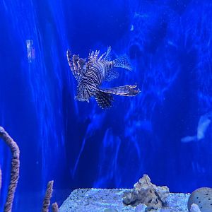 UGA Marine Center & Aquarium - Lionfish