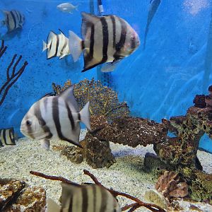 UGA Marine Center & Aquarium - Spadefish