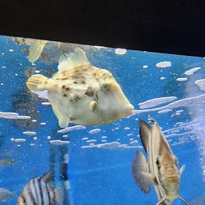 UGA Marine Center & Aquarium - Filefish
