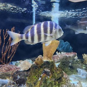 UGA Marine Center & Aquarium - Sheepshead