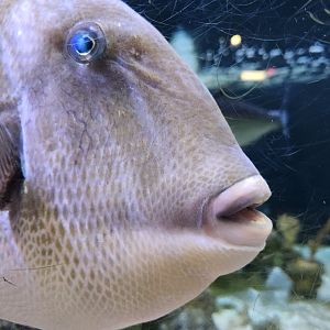 UGA Marine Center & Aquarium - Creepy fish