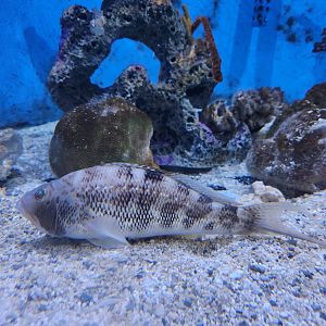 UGA Marine Center & Aquarium - Bottom fish