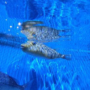 UGA Marine Center & Aquarium - Pufferfish