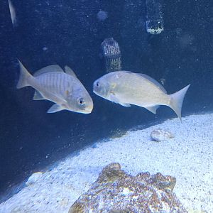 UGA Marine Center & Aquarium - Spots