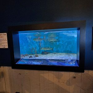 UGA Marine Center & Aquarium - Stingray exhibit