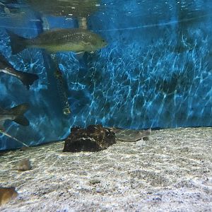 UGA Marine Center & Aquarium - Atlantic Stingray tank