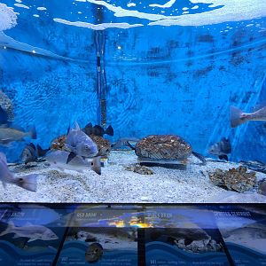 UGA Marine Center & Aquarium - Marine exhibit tank