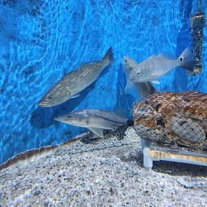UGA Marine Center & Aquarium - Fishes