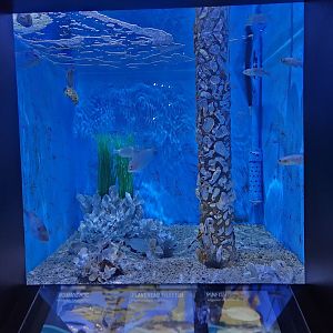 UGA Marine Center & Aquarium - Another exhibit