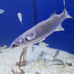 UGA Marine Center & Aquarium - Striped Mullet
