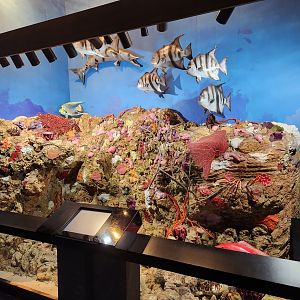 UGA Marine Center & Aquarium - Coastal waters diorama
